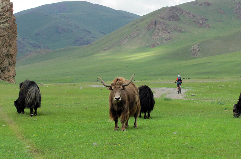 Cycling amongst yaks in Mongolia